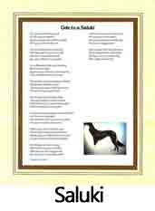 Click Here to View Saluki Ode